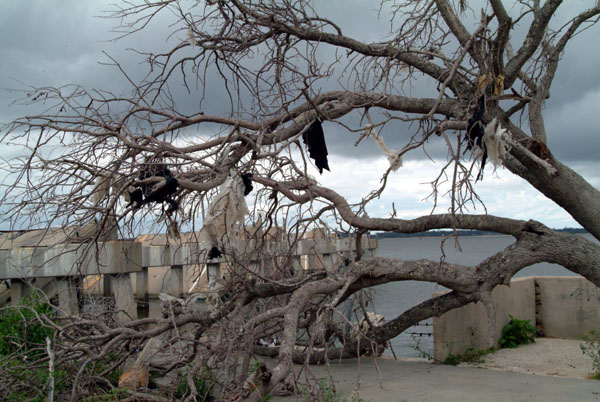 plasticintrees