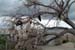 plasticintrees