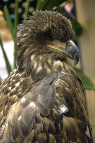 JuvEagle