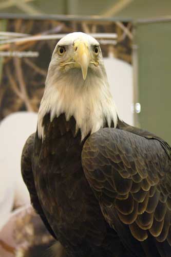 eagle2