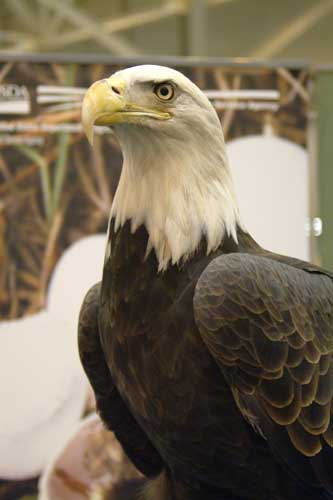 eagle3