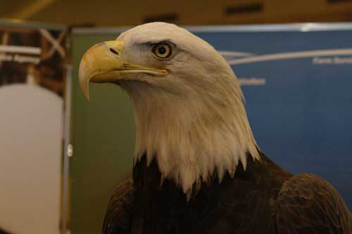 eagle5