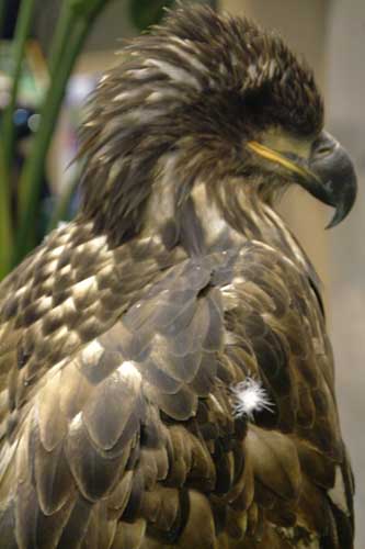 juv eagle2