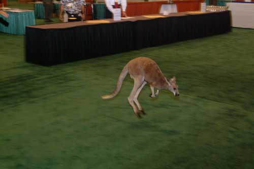 kangaroo