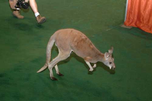 kangaroo2