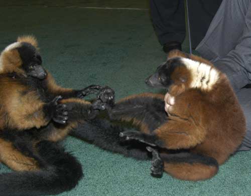 redruffedlemurs