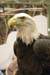 eagle1