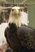 eagle2