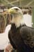 eagle3