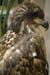 juv eagle2