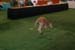kangaroo