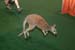 kangaroo2