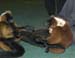 redruffedlemurs